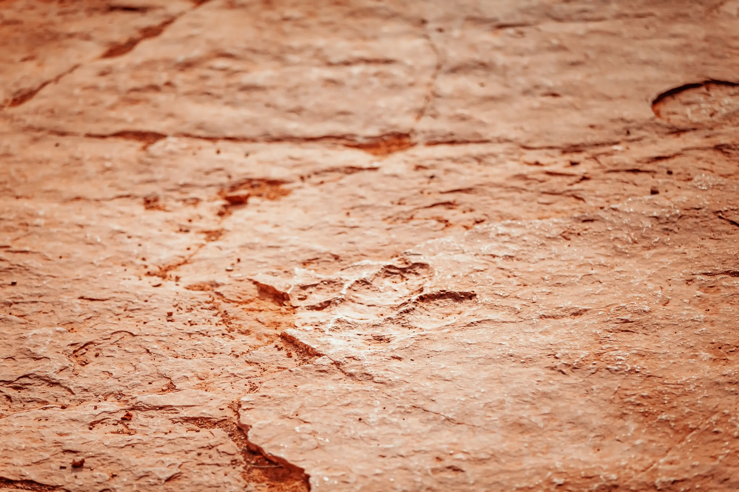 20200203-DINOSAUR-TRACKS-4