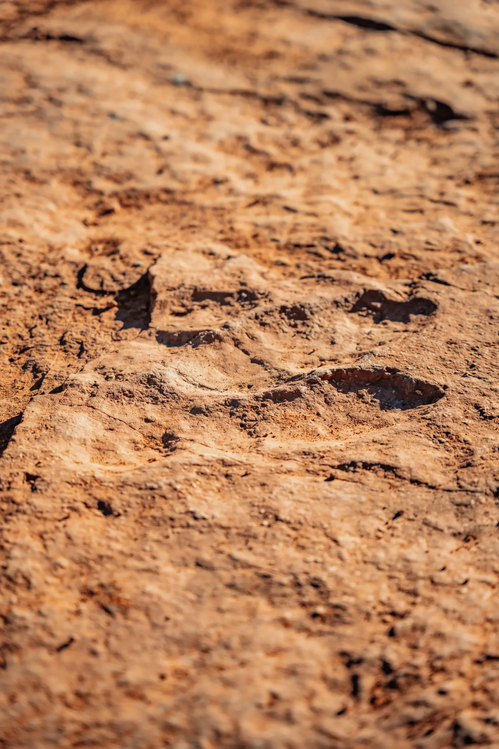 20210104-DINOSAUR-TRACKS-19